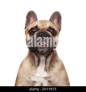 Französische Bulldogge klebt ihre Zunge. Vertikale Studioaufnahme isoliert vor weißem Hintergrund. Portrait verdummter, verängstigte Hund mit Brille Augen Stockfoto