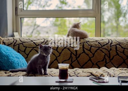 Ein süßes, schlafliches graues Kätzchen sitzt auf einem Sofa und schaut auf eine Tasse Kaffee, die auf dem Tisch steht. Im Hintergrund schaut Ingwer-Kätzchen aus dem Fenster. Stockfoto