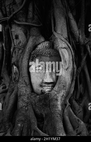 Buddha Kopf in Baumwurzeln in Ayutthaya, Thailand Stockfoto