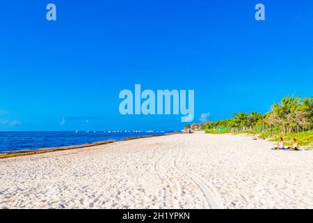 Playa del Carmen Mexiko 05. August 2021 Natur und Palmen am tropischen mexikanischen Strand 88 Punta Esmeralda in Playa del Carmen Mexiko. Stockfoto