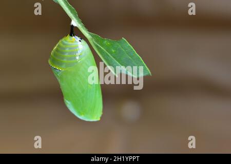 Chrysalis eines Monarch Butterfly auf dem Blatt einer Milchkrautpflanze im südlichen Michigan im Sommer 2021 Stockfoto