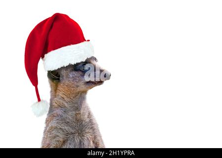 Suricate trägt einen Weihnachtsmann Hut isoliert auf weißem Hintergrund, Spaß weihnachten Grußkarte mit Kopieplatz Stockfoto