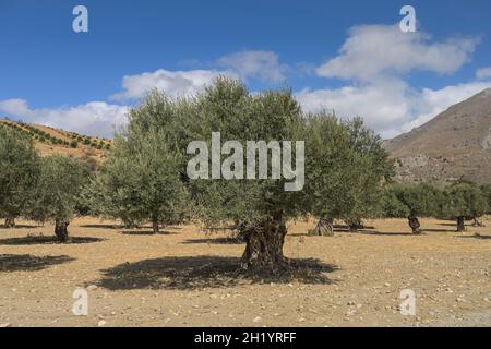 Olivenbäume, Tal bei Preveli, Kreta, Griechenland Stockfoto