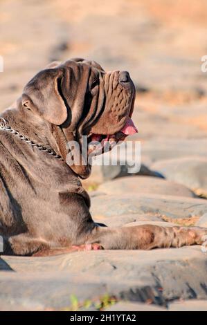 Bild eines neapolitanischen Mastiff im Freien Stockfoto