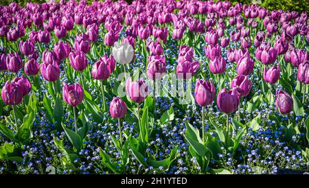 Eine einfarbig weiße Tulpe, die sich inmitten eines Meeres rosa Tulpen befindet. Stockfoto