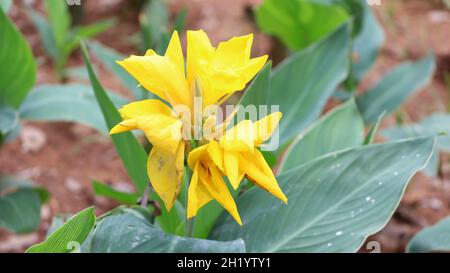 Schöne gelbe Canna Lilie mit grünen Blättern im Hintergrund Stockfoto