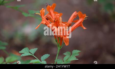 Pyrostegia vesta, Bignoniaceous, Orange Trompete, Flammenblume, Feuer-Cracker Rebe Orange Blume auf gerölltem Naturhintergrund Stockfoto