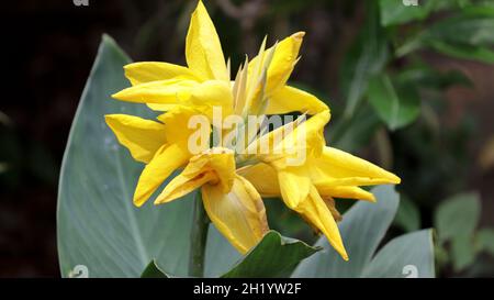 Schöne gelbe Canna Lilie mit grünen Blättern im Hintergrund Stockfoto