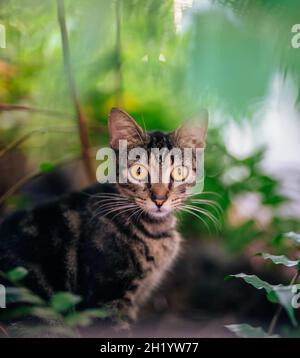 Grau gestromte Katze mit großen, überraschten Augen Stockfoto