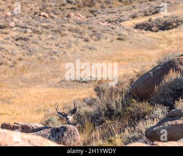 In seinem Bett in Wyoming ist ein Maultierbock in hoher Alarmbereitschaft. Stockfoto
