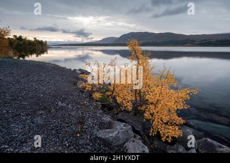 Kleiner gelber Busch am steinigen Seeufer mit Berg im Hintergrund. Früher Herbstmorgen in der schwedischen Arktis in Kebnats, Stora Sjofallet National Stockfoto