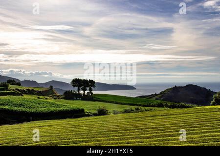 Tee Plantage Stockfoto