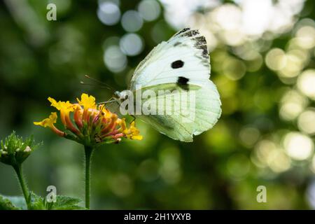 Kohl-Schmetterling Stockfoto