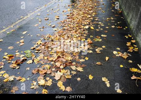 Nasser Regen durchnässte herbstliche Blätter, die Rutschgefahr auf der Stadtstraße belfast in Nordirland verursachten Stockfoto
