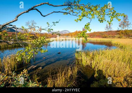 Wunderschöne, lebendige Herbstfarben in abgelegener arktischer Landschaft. Wilde Natur des Stora Sjofallet Nationalparks, Schweden. Abgelegene Wildnis am sonnigen Herbsttag Stockfoto