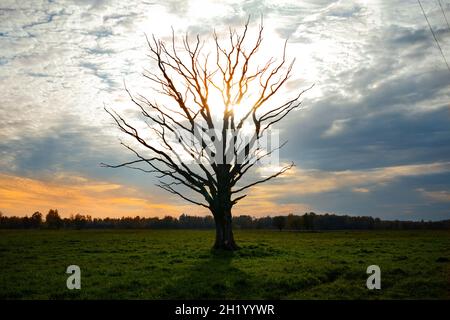 Einsamer Baum auf einer Wiese gegen schönen Himmel mit Wolken im Herbst, Stockfoto