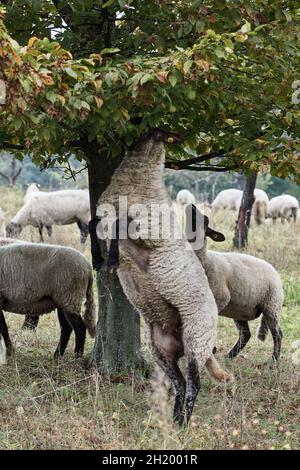 Hausschafe, die auf Hinterbeinen hoch unter dem Baum stehen, um nach oben zu greifen und frische Blätter zu essen. Stockfoto