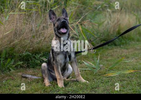 Ein verspielter, vier Monate alter Schäferhund. Grünes Gras im Hintergrund Stockfoto