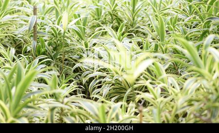 Gewöhnlicher Name Schlangenpflanze, botanischer Name sensevieria trifasciata, Familienname Asparagaceae Stockfoto