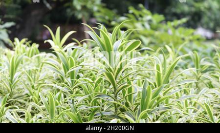 Gewöhnlicher Name Schlangenpflanze, botanischer Name sensevieria trifasciata, Familienname Asparagaceae Stockfoto