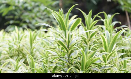 Gewöhnlicher Name Schlangenpflanze, botanischer Name sensevieria trifasciata, Familienname Asparagaceae Stockfoto