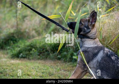 Ein verspielter, vier Monate alter Schäferhund. Grünes Gras im Hintergrund Stockfoto
