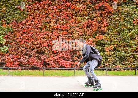 Westminster, London, Großbritannien. Oktober 2021. Ein Rollerblader fährt an der bunten Wand vorbei. Der virginia Creeper (Parthenocissus quinquefolia) an der Admiralty Citadel nahe der Horseguards Parade wendet sich an einem sehr milden Tag in London mit Temperaturen um die 19 Grad langsam seinen leuchtend roten und orangen Herbstfarben zu. Kredit: Imageplotter/Alamy Live Nachrichten Stockfoto