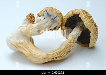 Makroansicht von Psilocybin-Pilzen auf weißem Hintergrund. Getrockneter psychedelischer Zauberpilz Golden Teacher. Mikrodosierkonzept. Stockfoto