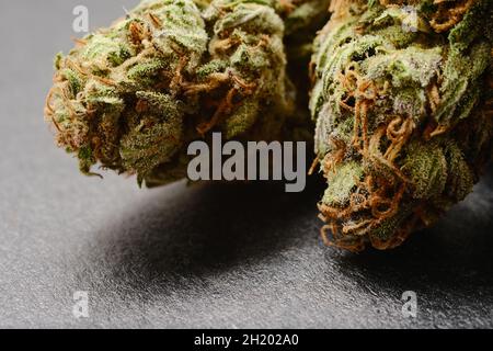 Nahaufnahme der Cannabisknospen, Makroansicht. Medizinisches Marihuana blüht mit Trichomen auf schwarzem Papierhintergrund. Stamm GG4 (Gorilla Glue). Stockfoto