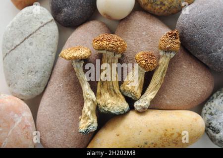 Makroansicht von getrockneten Psilocybe Cubensis Psilocybin-Pilzen und Meereskieseln. Magische schäumen den Goldenen Lehrer. Psychedelisch inspiriert. Natürliche Kräuter die Stockfoto