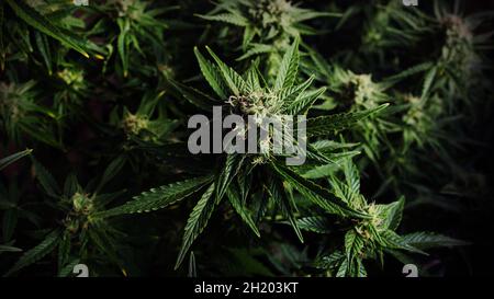 Cannabis Hintergrund in Low-Key. Blühende Unkrautknospen Grüner Marihuana-Busch, flach liegend, Draufsicht. Hanfanbau, Indoor-Anbaukonzept. Strai Stockfoto