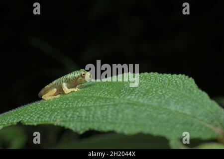 Falscher Malabar-Gleitfrosch ( Rhacophorus Pseudomalabaricus ) Stockfoto