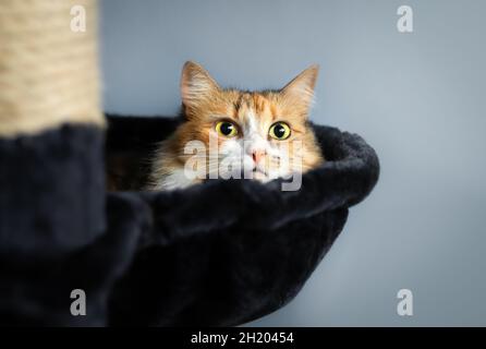 Katze schaut aus dem Versteck mit großen gelben Augen. Niedliche bunte weibliche Kitty sitzt in Katzenbaum Hängematte und Blick auf die Kamera mit verdächtig Stockfoto