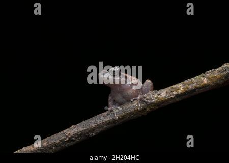 Grüner Gefärbter Bush-Frosch (Raorchestes Chlorosomma) Stockfoto