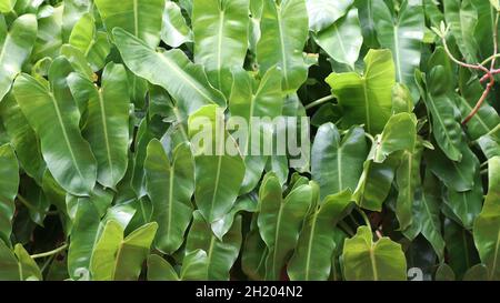 Laurasia geruchtes Laub (nach Nacht duftende Lilie oder Riesenelefantenohr), exotisches tropisches Blatt, isoliert auf grünem Hintergrund Stockfoto