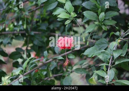 Verschiedene Arten einer roten Chinarose Nahaufnahme Einer rosa Chinarose Sommer-blühender Hibiskus hat enorme, lebendige Blüten Stockfoto