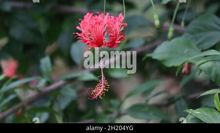 Verschiedene Arten einer roten Chinarose Nahaufnahme Einer rosa Chinarose Sommer-blühender Hibiskus hat enorme, lebendige Blüten Stockfoto