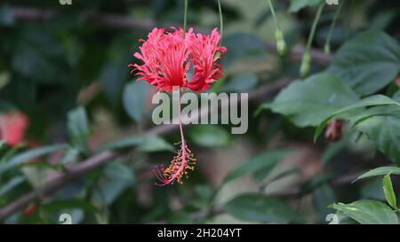 Verschiedene Arten einer roten Chinarose Nahaufnahme Einer rosa Chinarose Sommer-blühender Hibiskus hat enorme, lebendige Blüten Stockfoto