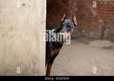 Dobermann schaut um die Ecke des alten Hauses. Stockfoto