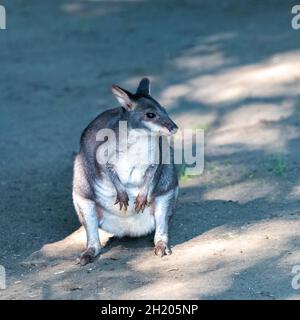 Dunkle Pademelon, Beuteltier Stockfoto