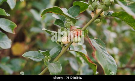 Makrofoto von Früchten auf einer Ashwagandha-Pflanze, Withania somnifera. Bunte Samenkapseln der Withania somnifera Pflanze Stockfoto