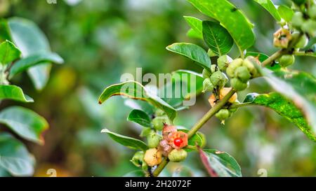 Withania somnifera Früchte. Indischer Ginseng, giftige Stachelbeere oder Winterkirsche. Die stärksten medizinischen Kräuter für die Gesundheitsversorgung. Stockfoto