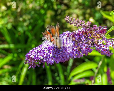 pfauenschmetterling sammelt Nektar von Buddleia, auch bekannt als Sommerflieder und Schmetterlingsbusch Stockfoto