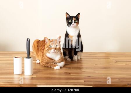Inländische Katzen auf dem Holztisch mit klebriger Flusenrolle Stockfoto