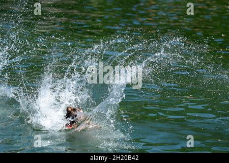 Baden und Schwimmen ist erholsam, macht Spaß und kühlt bei warm Temperaturen ab (Salzkammergut, Oberösterreich). - Baden und Schwimmen ist entspannend, Stockfoto