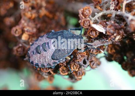 Nahaufnahme einer Nymphe des melierten Schildbugs, Rhaphigaster nebulosa Stockfoto