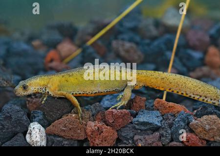 Nahaufnahme einer seltsamen gelben Farbmorphe eines weiblichen griechischen Alpenmolchens Stockfoto
