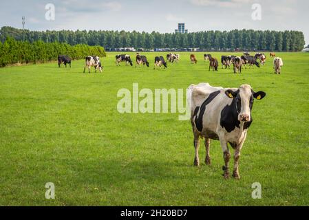 Schwarz-weiße niederländische Kuh auf dem landwirtschaftlichen Feld starrt Passanten an Stockfoto