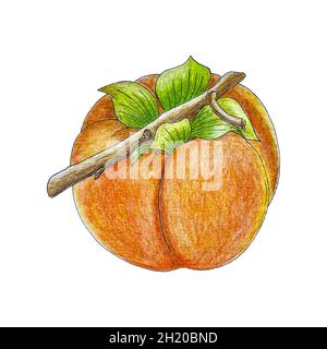 Persimmon Hand Bleistiftzeichnung, Skizze, isoliert, weißer Hintergrund. Vektorgrafik Stock Vektor