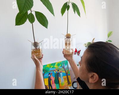 Frau hält Avocado-Stein, Samen, wächst im Wasser. Nachhaltiges Leben, nachhaltiges Lifestyle-Konzept. Stockfoto